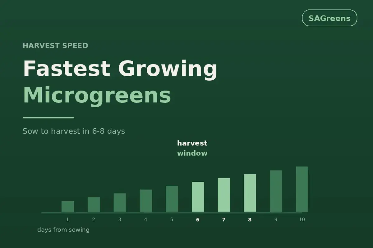 Fastest growing microgreens India - radish and mustard harvest in 6-8 days, succession sowing schedule for continuous weekly supply and yield per day of tray occupancy by SAGreens Pune