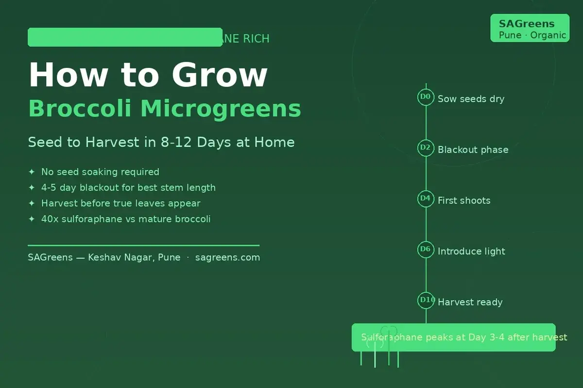 How to grow broccoli microgreens at home India – step-by-step guide showing blackout phase, light phase, and harvest at Day 8-12 for maximum sulforaphane by SAGreens Pune