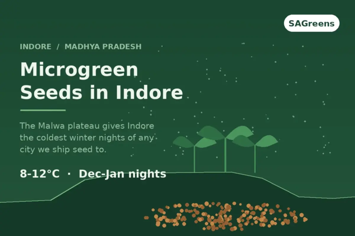 Microgreen seeds for Indore - the Malwa plateau gives 8 to 12 degree winter nights, the coldest of any city SAGreens ships seed to, with 2 to 3 day delivery from Pune