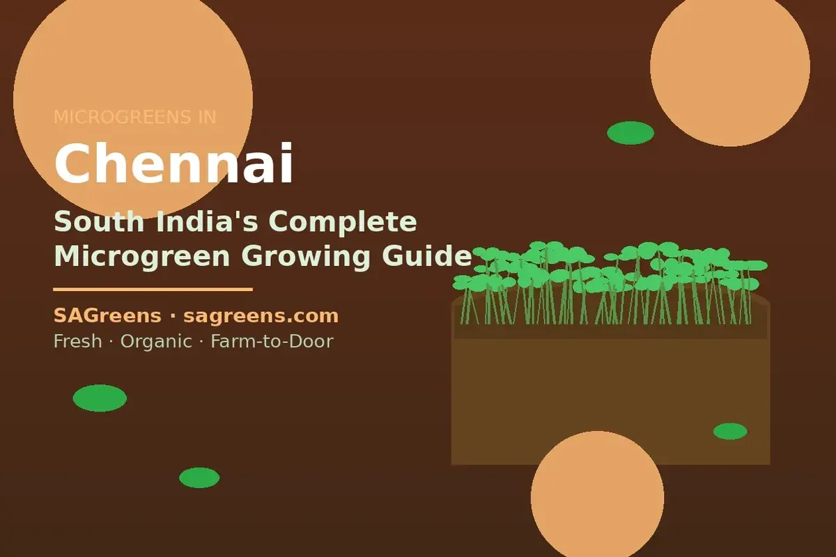 Microgreens in Chennai – South India growing guide for Tamil Nadu covering humidity management, best varieties including mustard kadugu, fenugreek vendayam and coriander kothamalli, by SAGreens