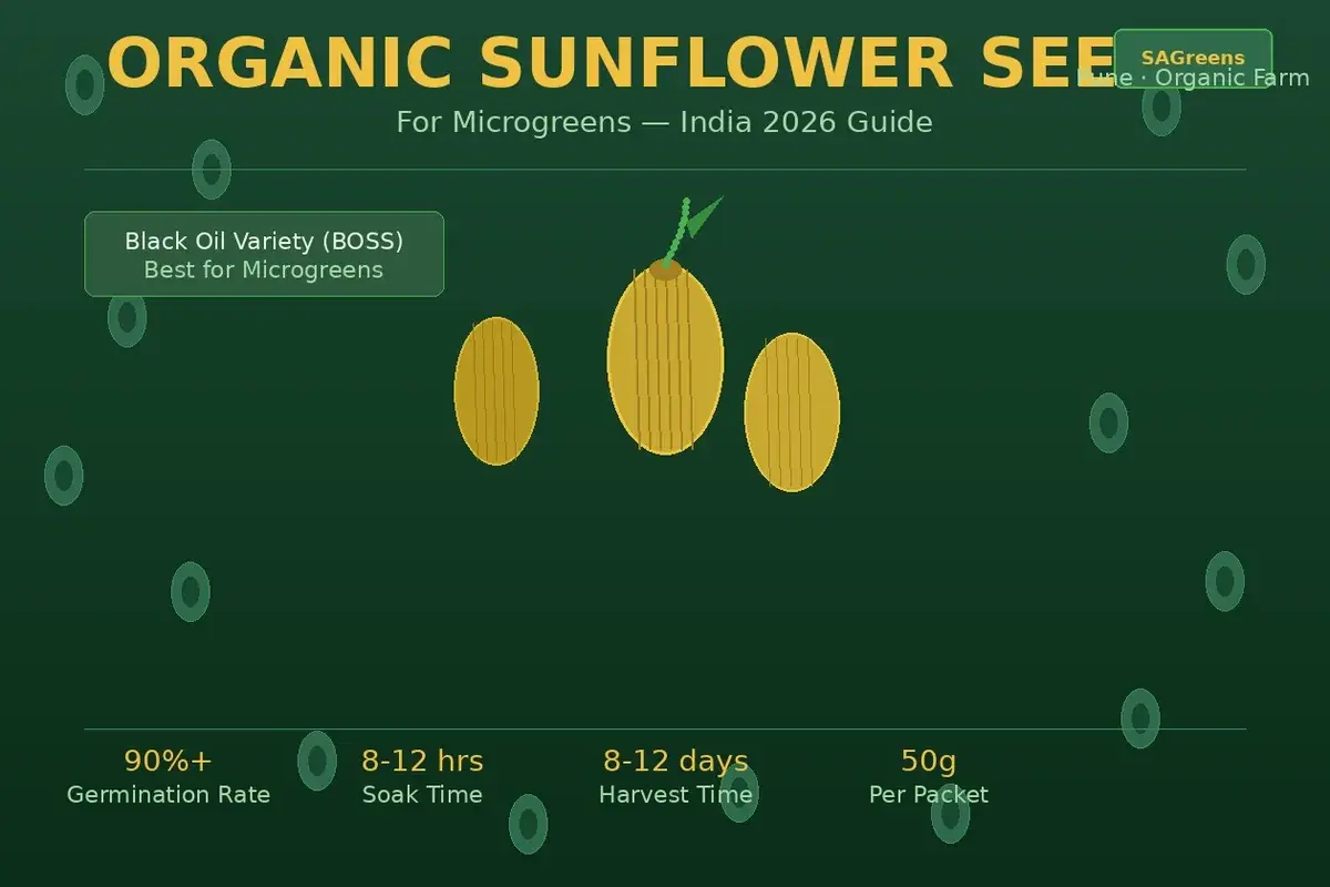 Organic sunflower seeds for microgreens India – black oil BOSS variety with 90% germination, 8-12 hour soak time, soaking chart and step-by-step growing guide by SAGreens Pune