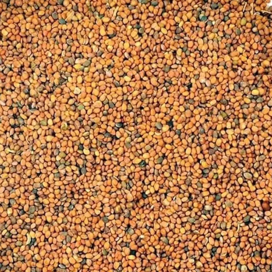 Organic Taramira Seeds (तारामीरा / Rocket Arugula) for microgreens - buy online Pune | SAGreens