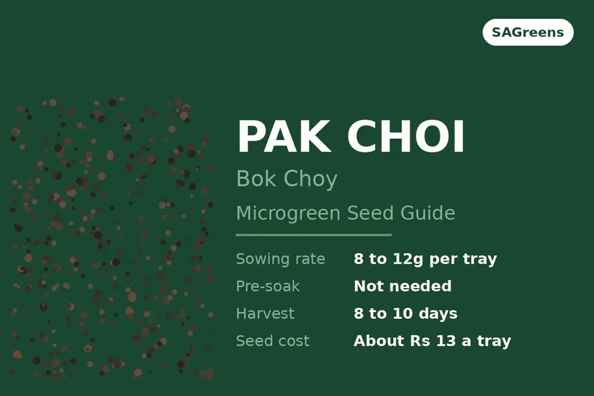 Pak choi microgreen seed guide - Brassica rapa subspecies chinensis, also called bok choy, sown dry at 8 to 12g per tray, harvested at 8 to 10 days, by SAGreens Pune