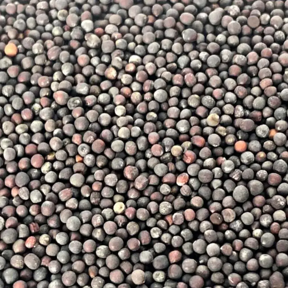 Pak Choi Microgreen Seeds (पाक चोई / Bok Choy) for microgreens - buy online Pune | SAGreens
