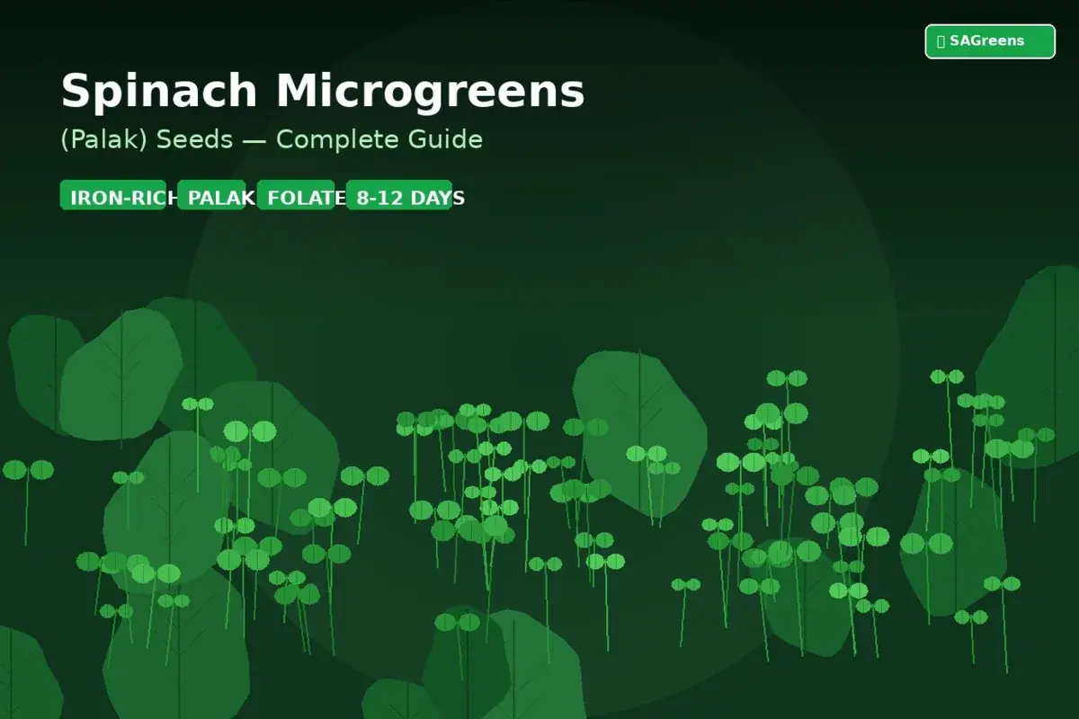 Spinach microgreens palak growing guide India – iron-rich palak baby spinach seedlings with step-by-step home growing tips, nutrition facts, and Indian kitchen recipes by SAGreens Pune