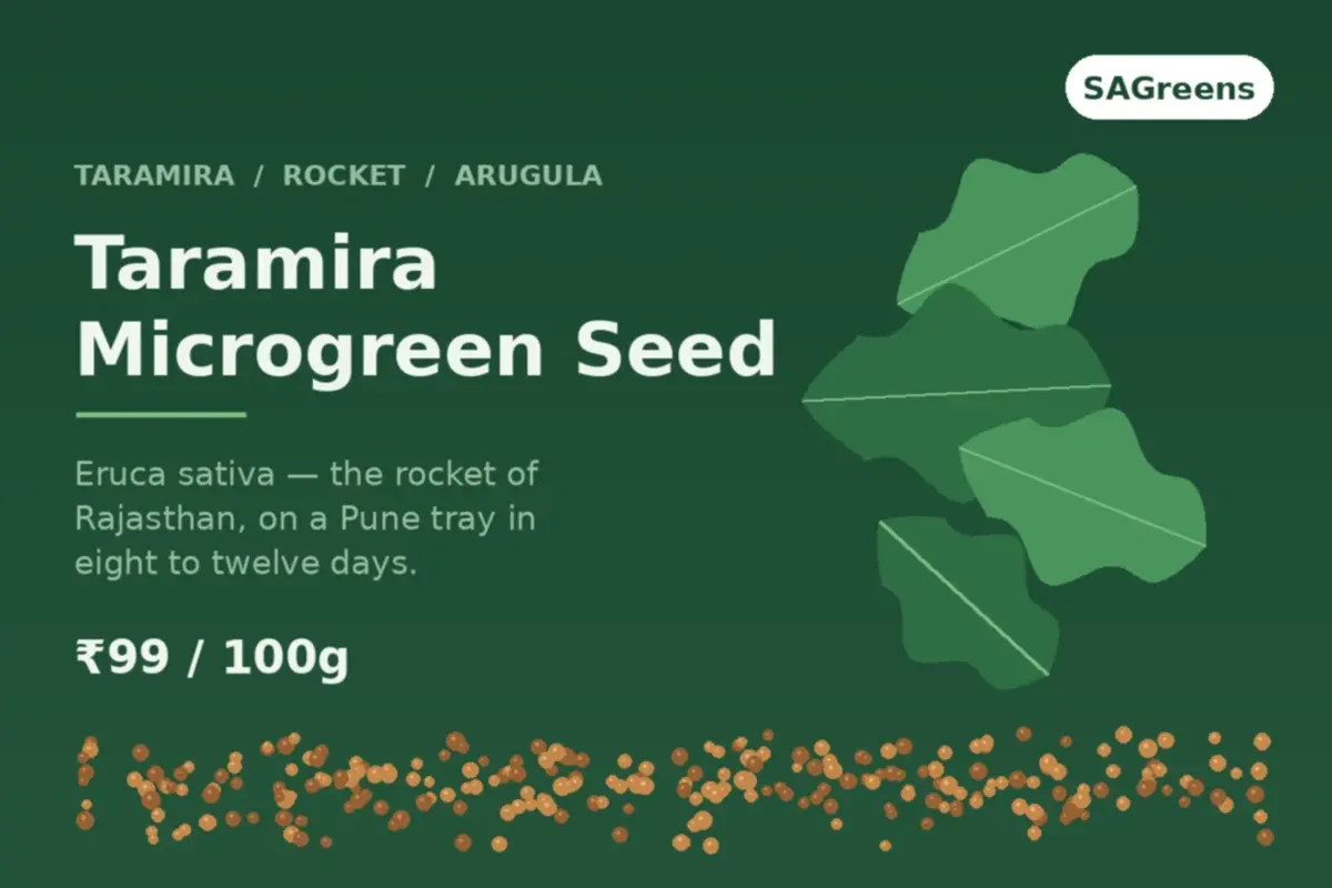 Taramira microgreen seed guide - Eruca sativa, the same plant as rocket and arugula, sown 8 to 12g per tray with no pre-soak, harvested at 8 to 12 days, by SAGreens Pune