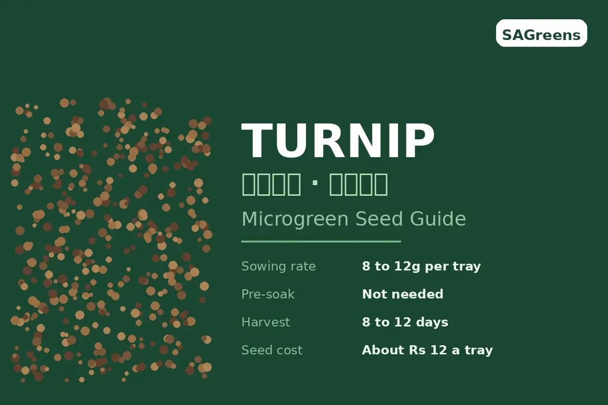 Turnip microgreen seed guide - sowing rate 8 to 12g per tray, no pre-soak, 8 to 12 days to harvest, about Rs 12 of seed per tray, by SAGreens Pune