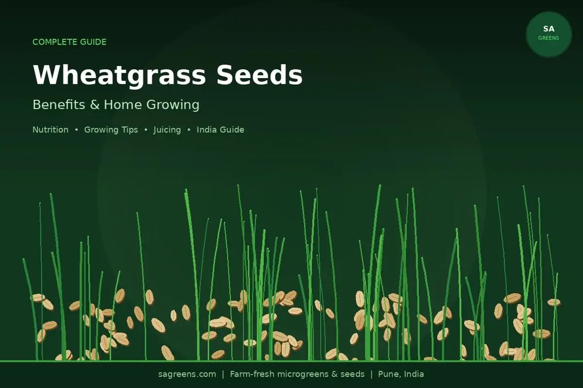 Wheatgrass seeds benefits India – chlorophyll, iron and vitamin A nutrition facts, step-by-step growing guide from organic wheat berries with soaking and harvest tips by SAGreens Pune