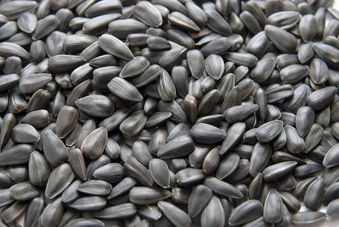 Organic Sunflower Seeds — organic microgreen seeds from SAGreens