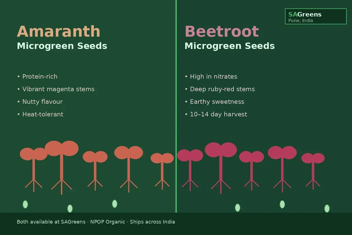 Amaranth and beetroot microgreen seeds India – grow vivid magenta lal saag and ruby-red chukander microgreens at home with step-by-step guide by SAGreens Pune