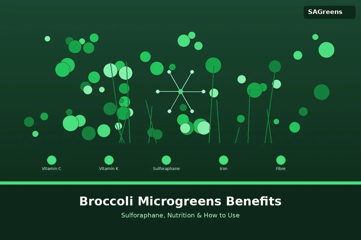 Broccoli microgreens benefits and nutrition guide – sulforaphane, vitamins, health benefits, Indian recipes, and growing tips by SAGreens Pune