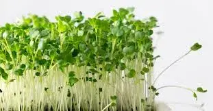 Broccoli Microgreens — fresh microgreens grown in Pune