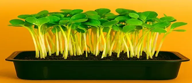 Cauliflower Microgreens — fresh microgreens grown in Pune
