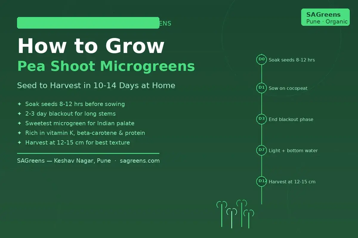 How to grow pea shoot microgreens at home India – step-by-step guide showing soaking, blackout phase, regrowth harvest and variety selection by SAGreens Pune