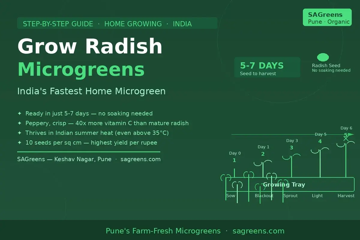 How to grow radish microgreens at home India – 5-7 day step-by-step guide covering seeds, cocopeat, blackout phase, harvest and Indian season tips by SAGreens Pune