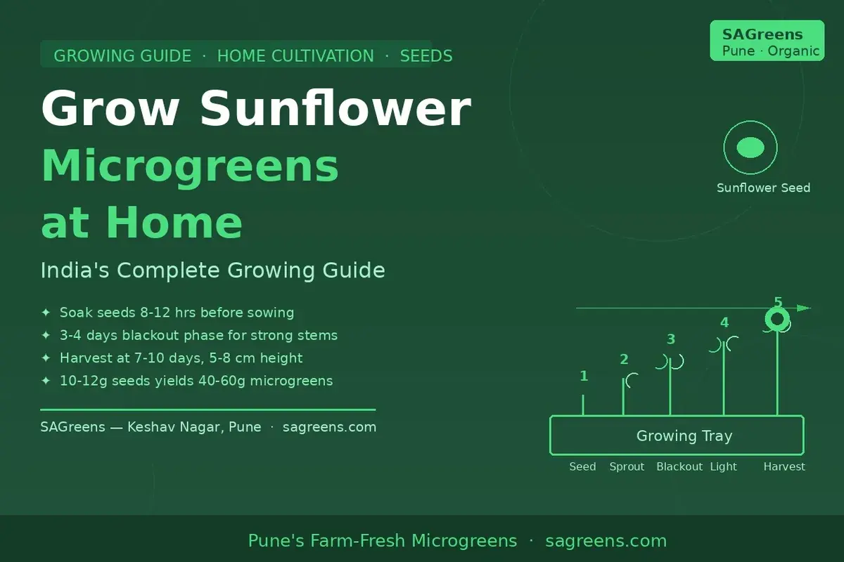 How to grow sunflower microgreens at home India – black oil seeds, 8-12 hour soak, weighted blackout phase, harvest at 8-10 cm and monsoon tips by SAGreens Pune