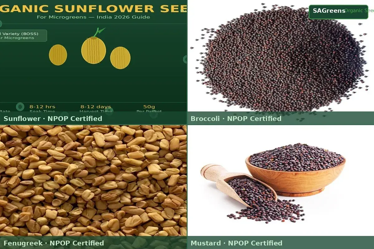 Microgreen seed supplier India – NPOP-certified untreated seeds with 85% germination guarantee, nationwide delivery to Pune, Bangalore, Mumbai and all Indian cities by SAGreens