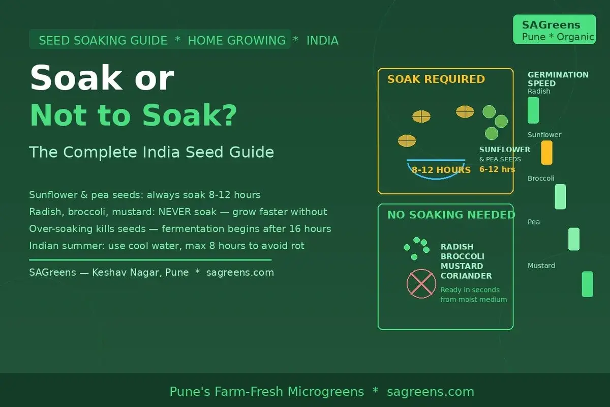 Microgreen seeds soaking guide India – chart showing sunflower (soak 8-12 hrs) vs radish and broccoli (no soak needed), with summer and monsoon adjustments by SAGreens Pune