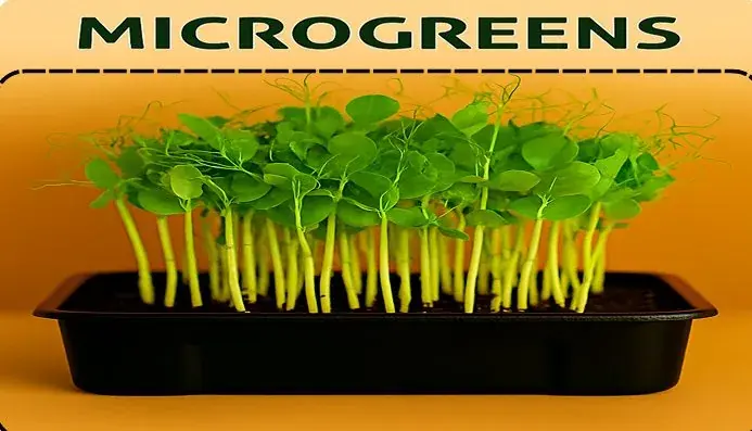 Affila Peas Microgreens — fresh microgreens grown in Pune