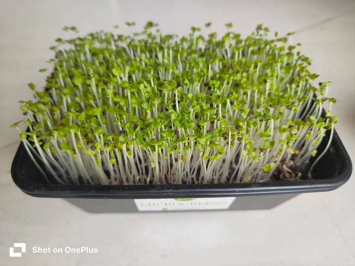 Fresh organic Mustard Microgreens - buy microgreens online Pune | SAGreens