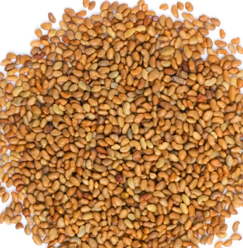 Organic Alfalfa Seeds (अल्फा अल्फा) for microgreens - buy online Pune | SAGreens