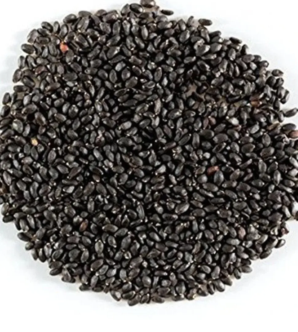 Organic Basil Seeds — organic microgreen seeds from SAGreens