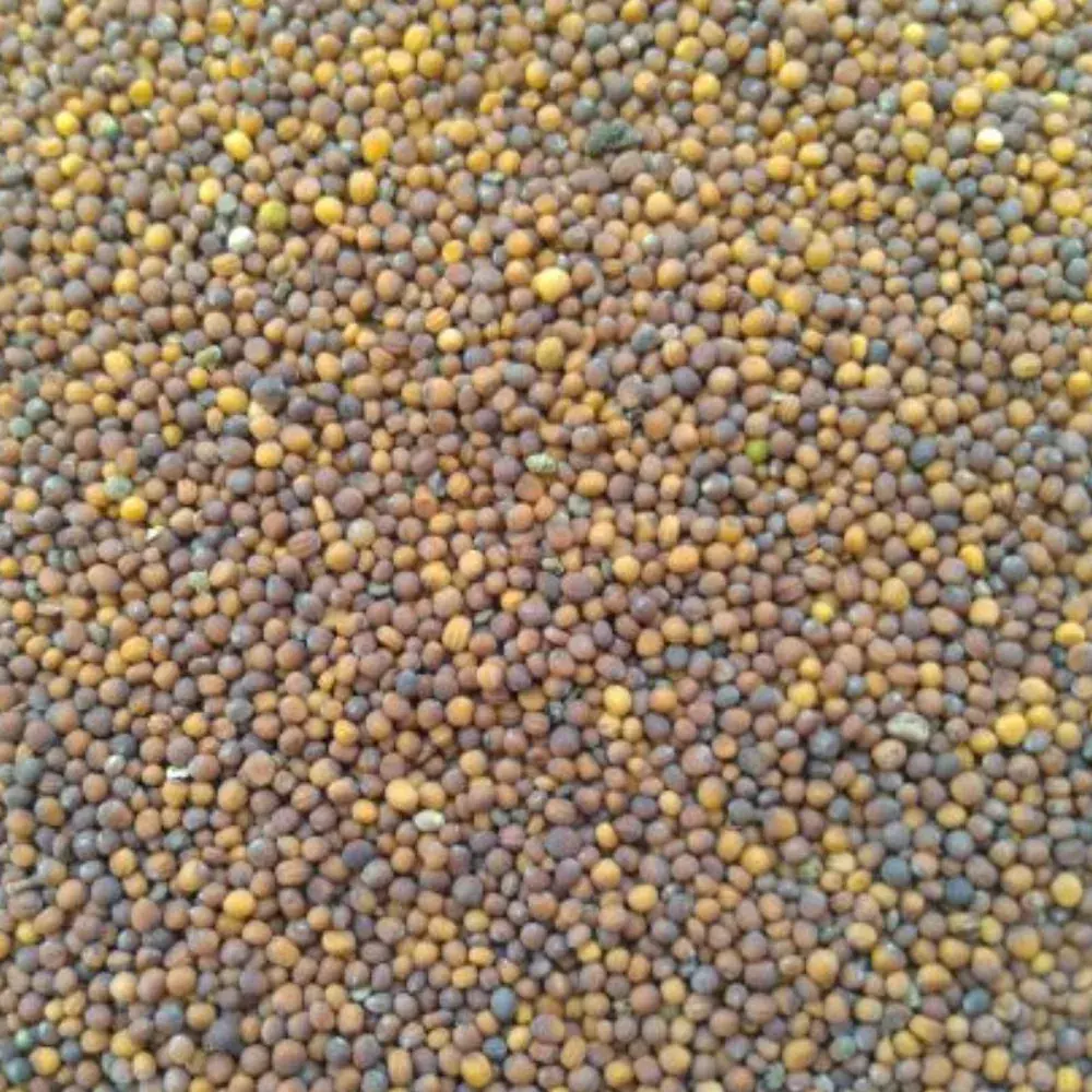 Organic Turnip Seeds (शलजम / शलगम) for microgreens - buy online Pune | SAGreens