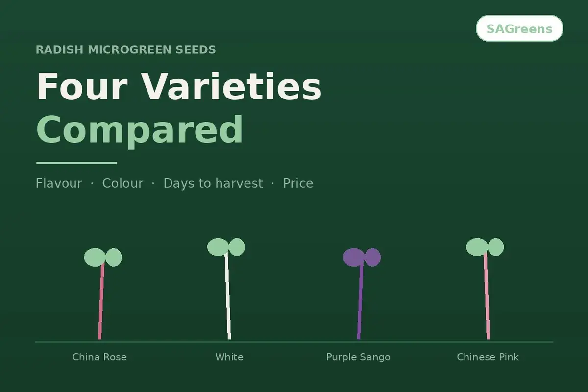 Radish microgreen seed varieties India - China Rose, white mooli, purple sango and chinese pink compared on stem colour, flavour, harvest time and price per 100g by SAGreens Pune