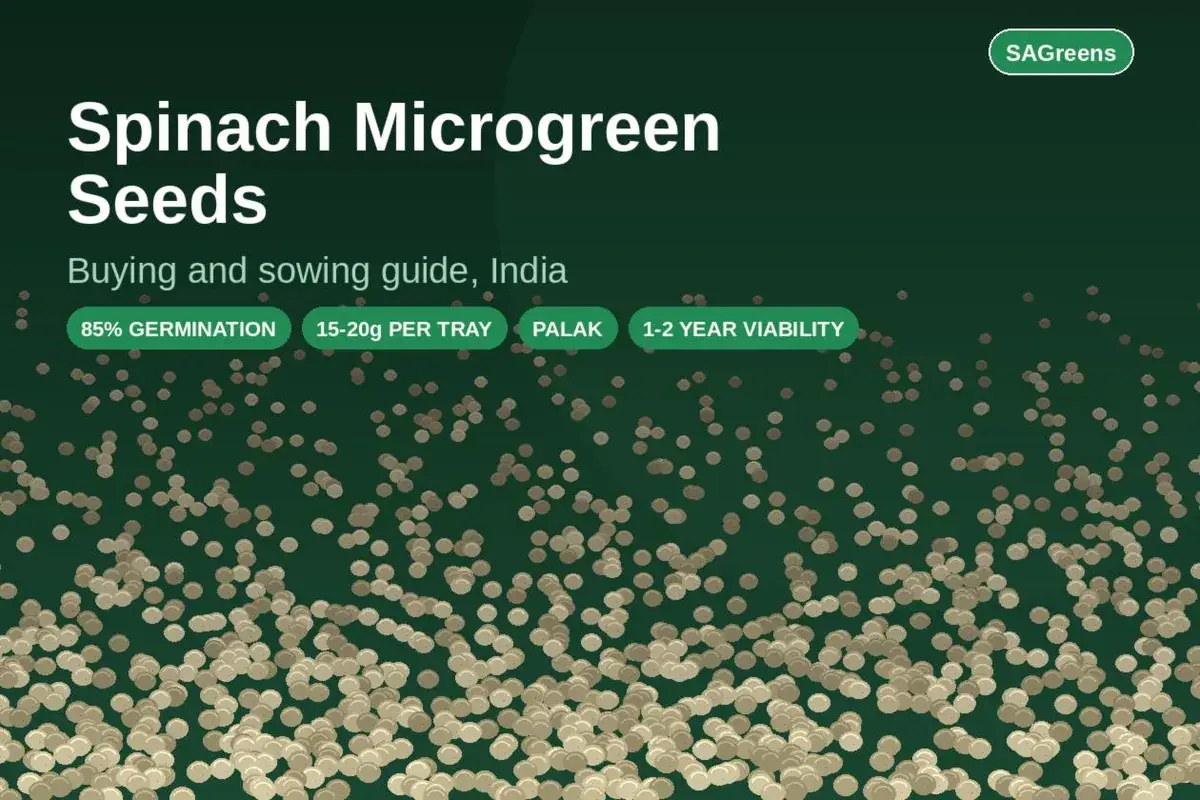 Spinach microgreen seeds (palak) buying and sowing guide India — 85% germination, 15-20g per tray, 1-2 year seed viability, by SAGreens Pune