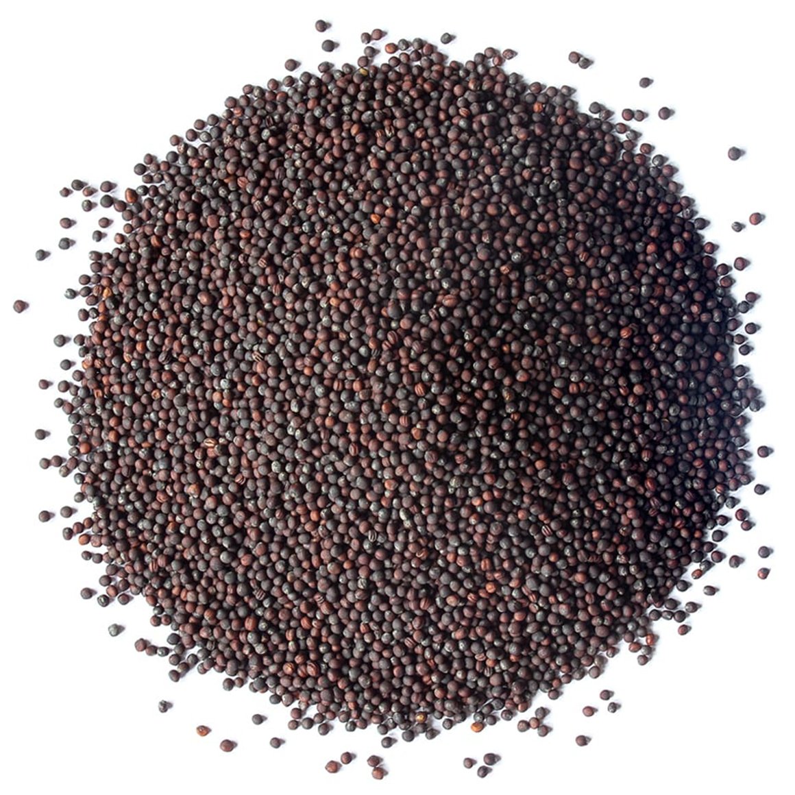 Organic Broccoli Seeds
