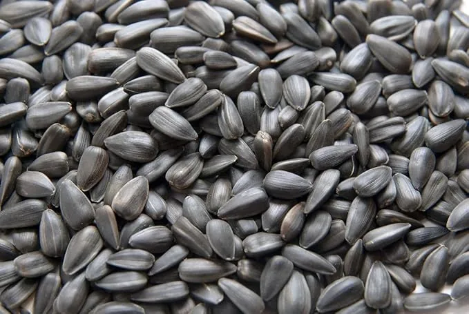 Organic Sunflower Seeds — Buy Microgreens Online Pune | SAGreens