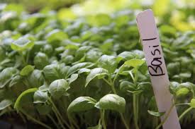 Basil Microgreens