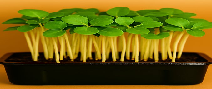 Cabbage Green Microgreens — Buy Microgreens Online Pune | SAGreens