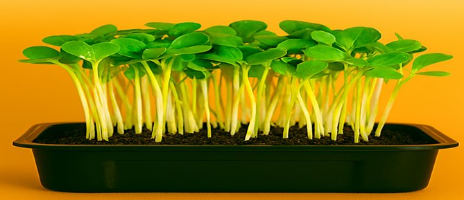 Cauliflower Microgreens — Buy Microgreens Online Pune | SAGreens