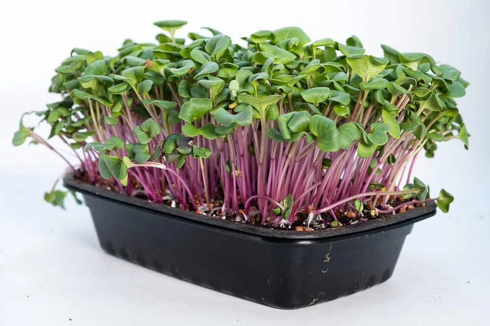 Radish Microgreens — Buy Microgreens Online Pune | SAGreens