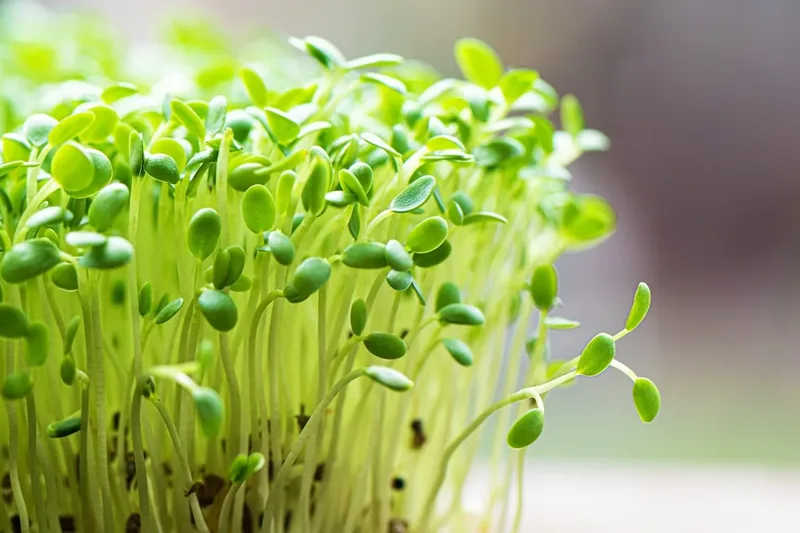 Alfalfa Microgreens — fresh microgreens grown in Pune