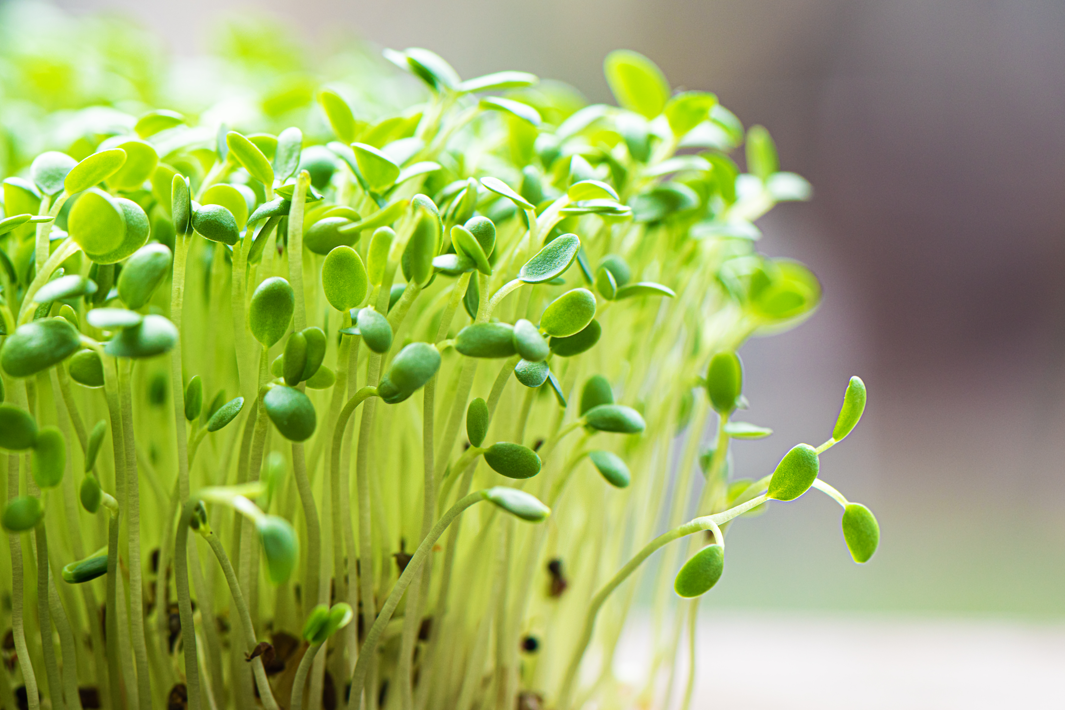 Fresh organic Alfalfa Microgreens - buy microgreens online Pune | SAGreens