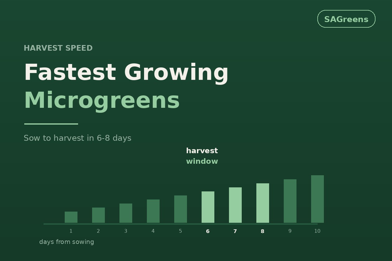 Fastest growing microgreens India - radish and mustard harvest in 6-8 days, succession sowing schedule for continuous weekly supply and yield per day of tray occupancy by SAGreens Pune