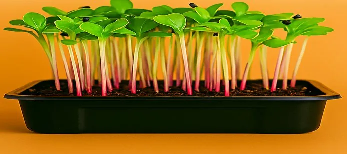 Green Pak Choi Microgreens — Buy Microgreens Online Pune | SAGreens
