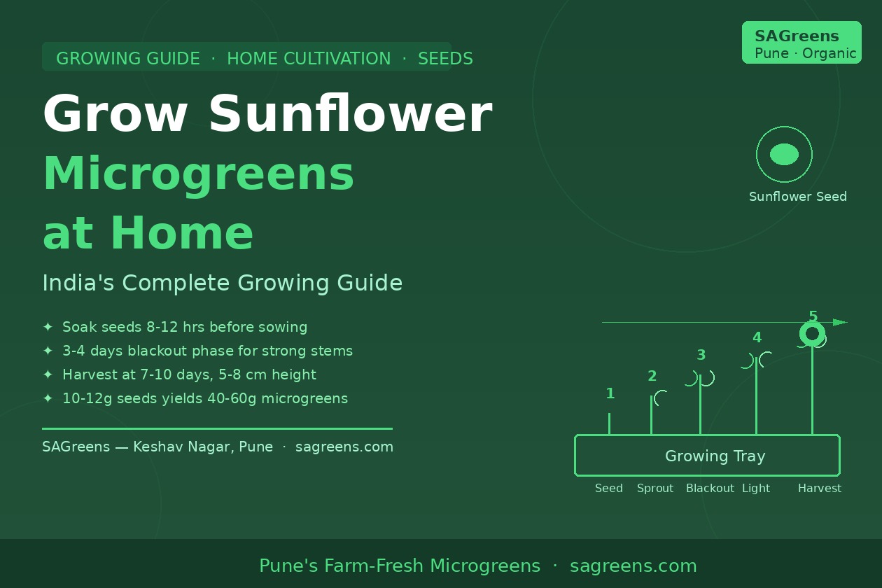 How to grow sunflower microgreens at home India – black oil seeds, 8-12 hour soak, weighted blackout phase, harvest at 8-10 cm and monsoon tips by SAGreens Pune
