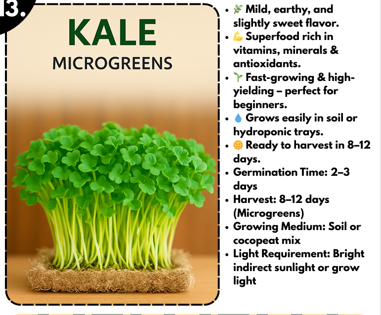 Kale Microgreens — Buy Microgreens Online Pune | SAGreens
