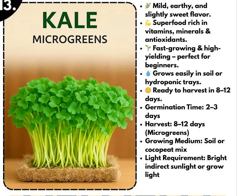 Kale Microgreens — Buy Microgreens Online Pune | SAGreens