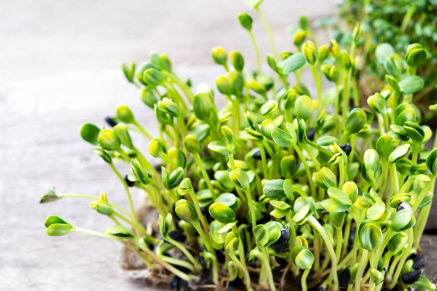 Sunflower Microgreens — Buy Microgreens Online Pune | SAGreens