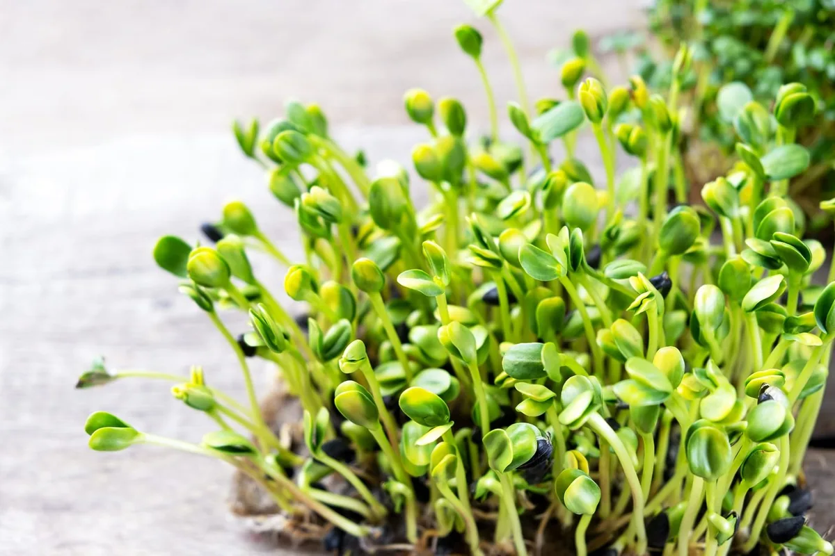 Sunflower Microgreens — Buy Microgreens Online Pune | SAGreens