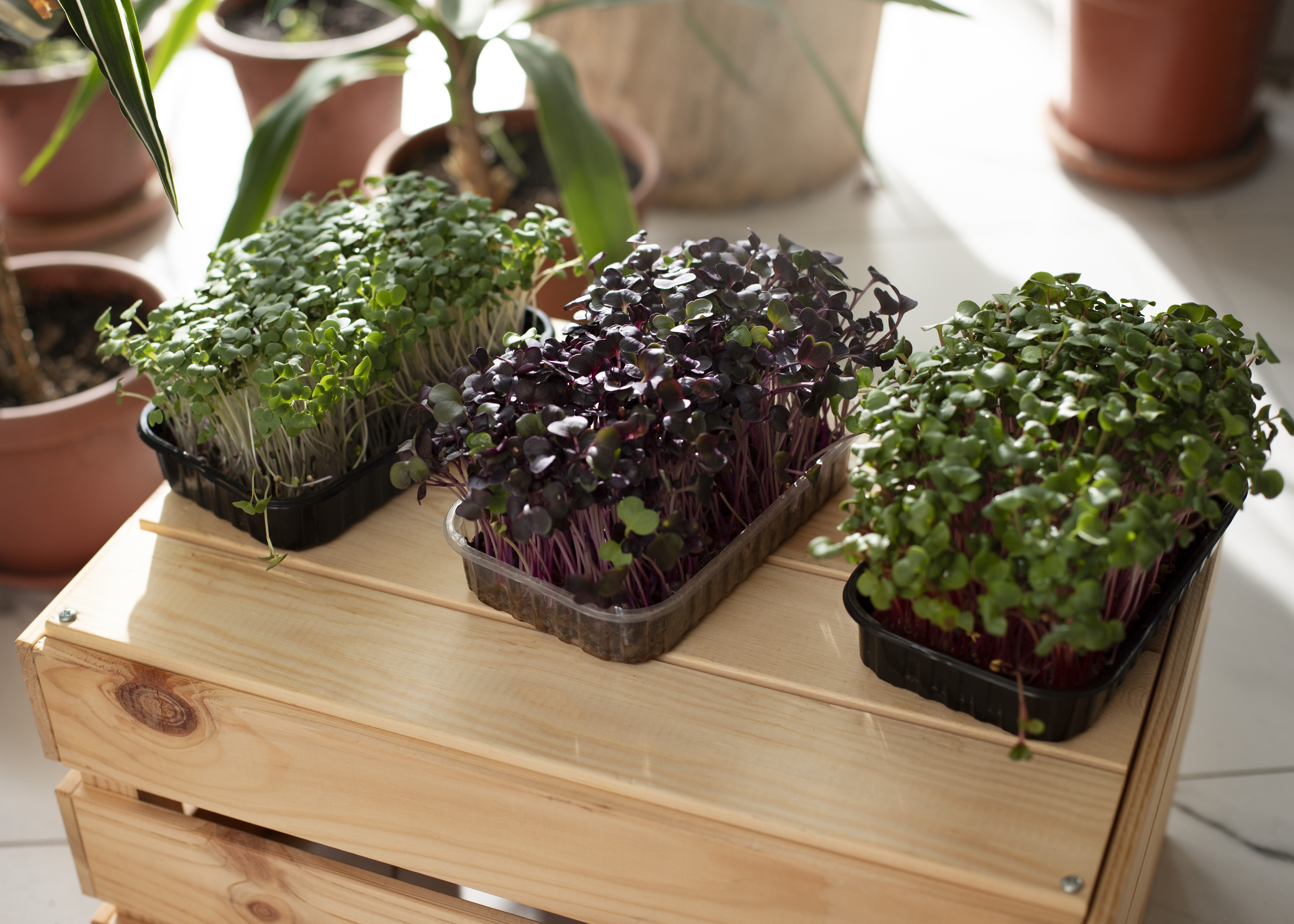 Various microgreens