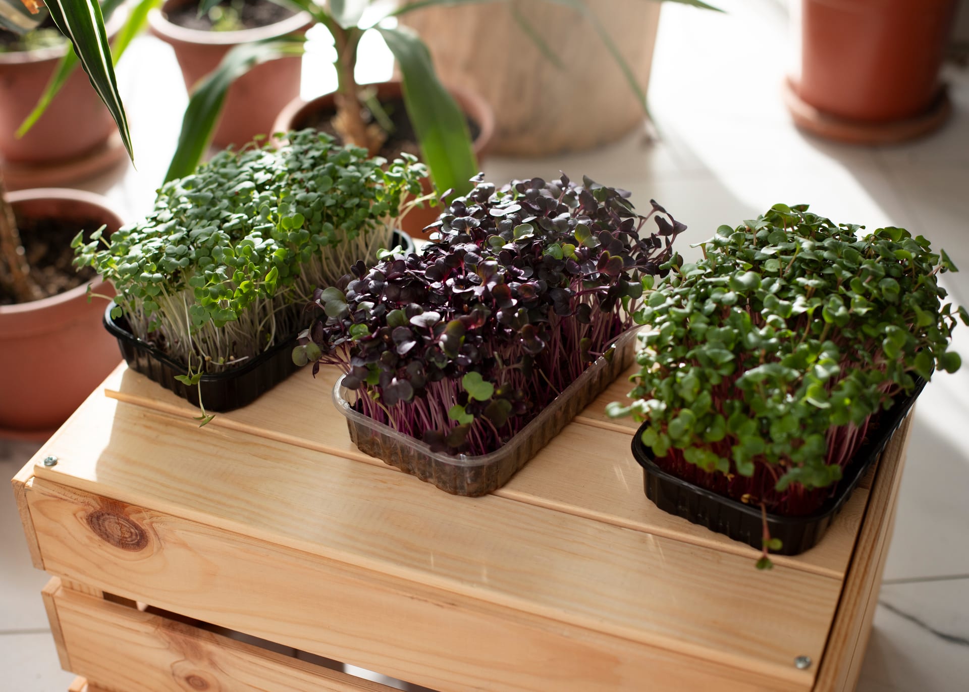 How to Grow Microgreens at Home in Pune — A Beginner's Complete Guide | Fresh microgreens blog | SAGreens