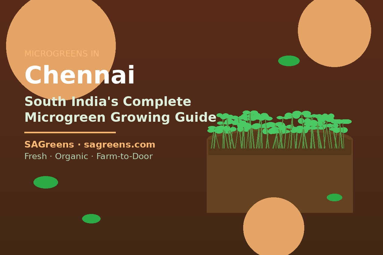Microgreens in Chennai: A South Indian Grower's Complete Guide to Urban Farming | Fresh microgreens blog | SAGreens