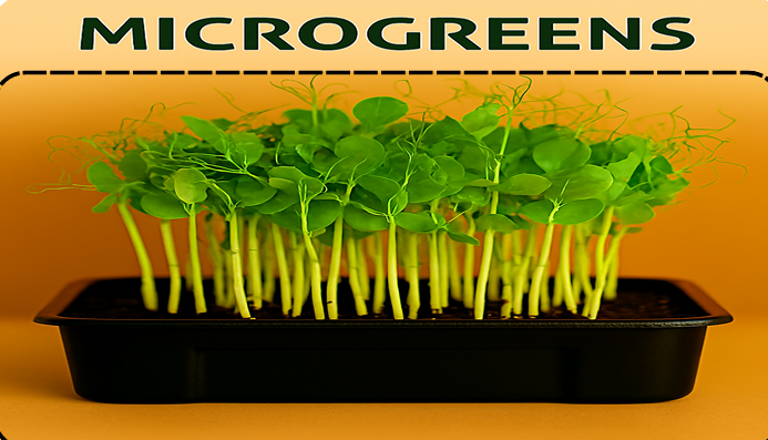 Fresh organic Affila Peas Microgreens - buy microgreens online Pune | SAGreens