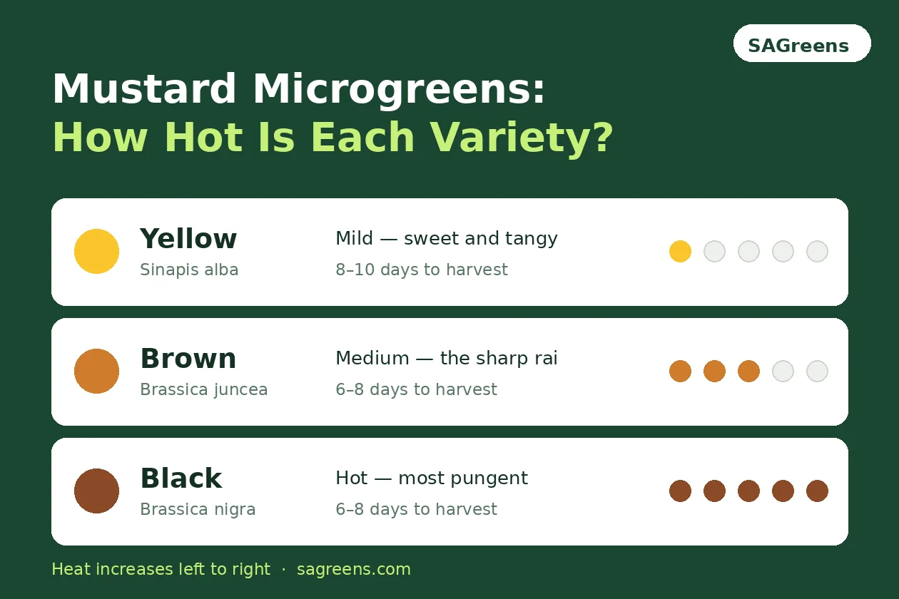 Mustard microgreen heat scale comparing yellow (Sinapis alba, mild, 8 to 10 days), brown (Brassica juncea, medium) and black (Brassica nigra, hot) by pungency and time to harvest, by SAGreens Pune