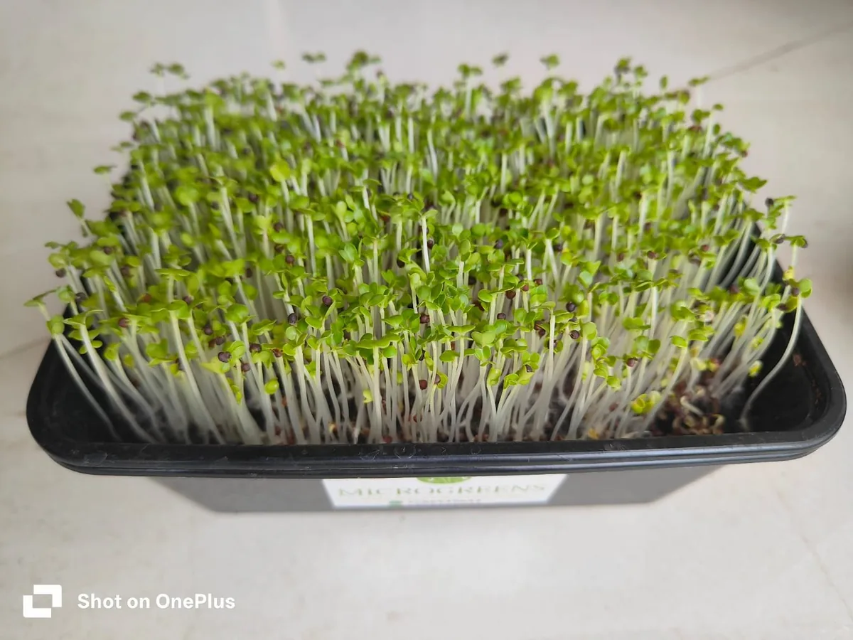 Mustard Microgreens — Buy Microgreens Online Pune | SAGreens